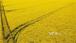 实拍视频大片金黄与浓郁香气菜籽田无人机角度拍摄4K分辨率