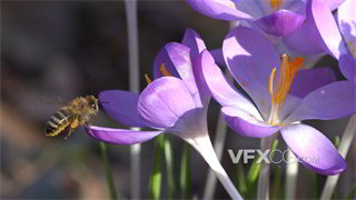 实拍视频蜜蜂辛勤对花蜜充足盛开番红花进行采蜜4K分辨率