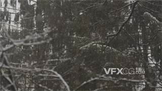 实拍视频寒冷冬季鹅毛大雪纷飞覆盖在树上枝桠