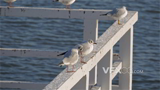 实拍视频飞行疲惫海鸥在海岸上栏杆暂时停留补充体力4K分辨率