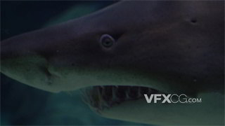 实拍视频掠食性生物牙齿如尖刀般锋利体型庞大鲨鱼特写