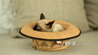 实拍视频沙发上一只暹罗猫安逸舒适躺在草帽里