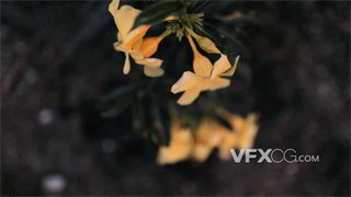 实拍视频鲜艳黄花顽强生长从花园的铁丝网中逸出