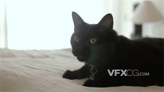实拍视频戴着属有名字项圈黑猫坐在白色床上环顾四周