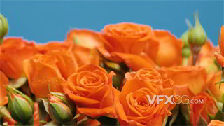 实拍视频蓝色背景一束橙色鲜艳玫瑰花瓣沾上晶莹剔透水珠