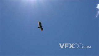 实拍视频展翅雄鹰俯视天空在晴朗的天空中盘旋飞翔