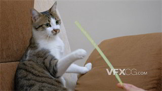 实拍视频宠物主人用逗猫棒和一只可爱的猫玩耍