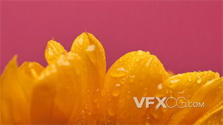 实拍视频粉红色背景下橘黄色鲜花沾上用喷雾瓶喷洒的水珠