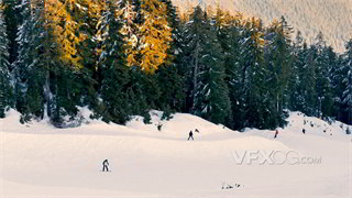 实拍视频夕阳照射金色光辉松树森林滑雪场