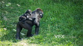 实拍视频固定机位拍摄野生动物园大猩猩