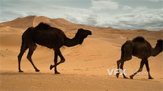 实拍视频荒无人烟沙漠中行走的骆驼近距离拍摄