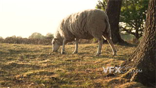 实拍视频遮挡运镜手法拍摄绵羊在草地觅食