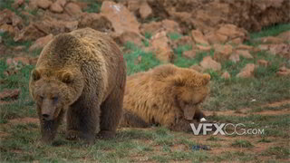 实拍视频野生棕熊在进食休息近距离拍摄