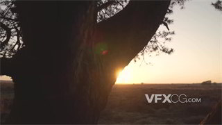 实拍视频以树干为前景拍摄黄昏落日阳光照射