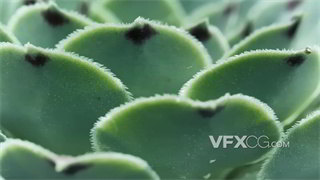 实拍视频多肉植物饱满叶片移动镜头特写拍摄