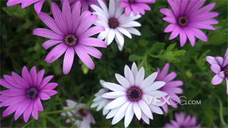 实拍视频移动镜头紫白色花朵近距拍摄