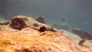 实拍视频海底镜头鱼在岩石附近暗礁上游动