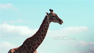 实拍视频南非国兽草食动物长颈鹿咀嚼食物特写