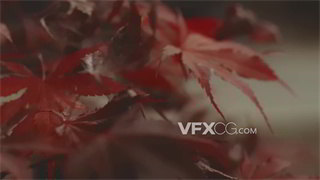 实拍视频浪漫唯美红色枫叶近距离拍摄