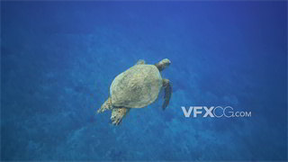 实拍视频海龟休闲深海畅游肢体动作特写4K分辨率