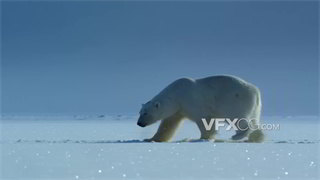 实拍视频冰雪中捕食者北极熊独自觅食过程拍摄
