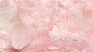 实拍视频粉色柔和治愈清新舒适羽毛背景4K分辨率