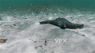 实拍视频棘皮动物海星深海挪动特写拍摄4K分辨率
