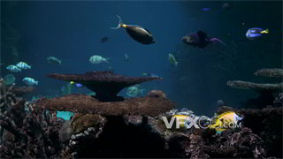 实拍视频海洋馆海底动物拍摄4K分辨率