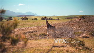 实拍视频野外取景运镜手法拍摄野生长颈鹿