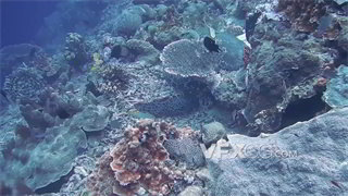 实拍视频潜水拍摄各式各样海洋生物