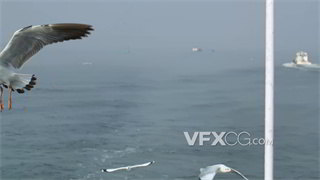 实拍视频游客投食盘旋空中海鸥近距离拍摄