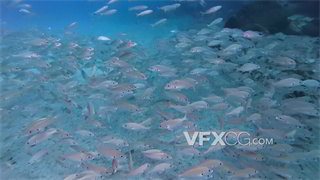实拍视频自然界铺天盖地深海鱼群风暴4K分辨率