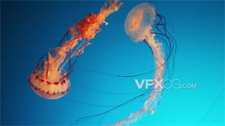 实拍视频彩色伞状美丽致命水生浮游动物漂浮