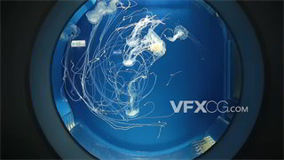 实拍视频水族馆海洋生物晶莹透明水母游动