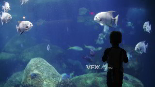 实拍视频男孩专心致志观察水族馆鱼类游动4K分辨率