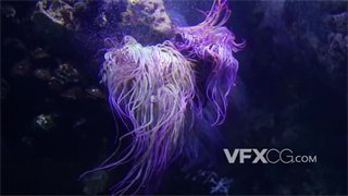 实拍视频刺胞动物紫色海葵依附在水下岩石