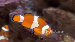 实拍视频鲈形目雀鲷科海葵亚科鱼类小丑鱼4K分辨率
