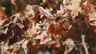实拍视频秋高气爽季节树上枫叶泛黄干枯4K分辨率