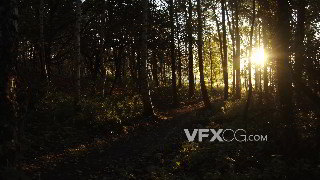 实拍视频明媚阳光照射穿透幽静森林4K分辨率
