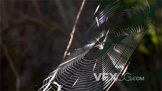 实拍视频蜘蛛在网状物上等待抓捕猎物特写