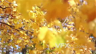 实拍视频晴朗天气秋天枯黄树叶在风中摇曳