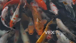 实拍视频体格健美色彩艳丽观赏鱼类锦鲤鱼