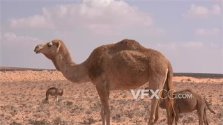 实拍视频以沙漠之舟著称骆驼在沙漠戈壁地区特写