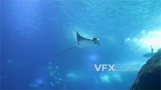 实拍视频水族馆不同鲨鱼种类快速游动