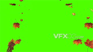 背景视频素材秋季枫叶洋洋洒洒掉落绿幕抠像