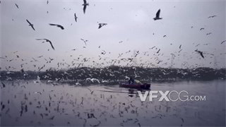 实拍视频暗沉天气海鸥群低空盘旋飞翔