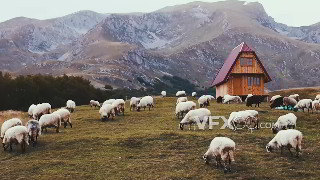 实拍视频成群绵羊在草原觅食4K分辨率