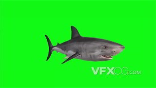 背景视频素材绿幕抠像大白鲨360度环绕
