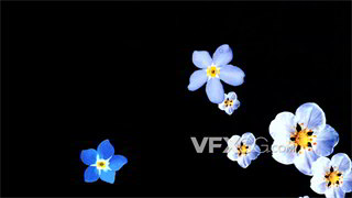 背景视频素材电影感蓝白色花瓣掉落动画
