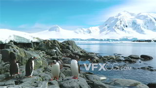 实拍视频大气绝美凛冽冰川企鹅居住地4K分辨率